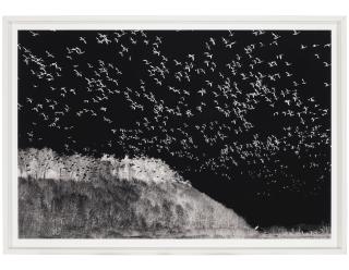 Judy Glickman Lauder - Bird Migration, Quebec, 1998