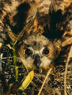 Juergen Teller - Owl, Hydra