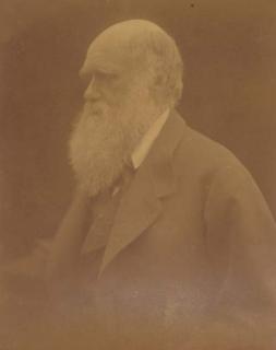 Julia Margaret Cameron - Charles Darwin, 1868