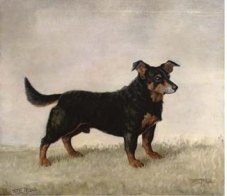 Juliet Mcleod - Portrait of A Lancashire Heeler