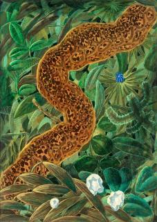 Karl Axel Pehrson - \