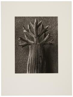 Karl Blossfeldt - 12 Fotografien
