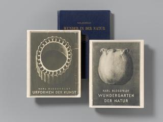 Karl Blossfeldt - a) Urformen der Kunst / b) Wundergarten der Natur / c) Wunder in der Natur