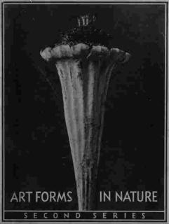 Karl Blossfeldt - Art Forms in Nature: Second Series