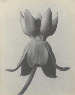 Karl Blossfeldt - Asclepias Syriaca, Silkweed, c. 1920
