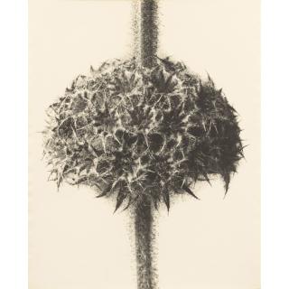 Karl Blossfeldt - Bullota Rupestris, Vers 1920