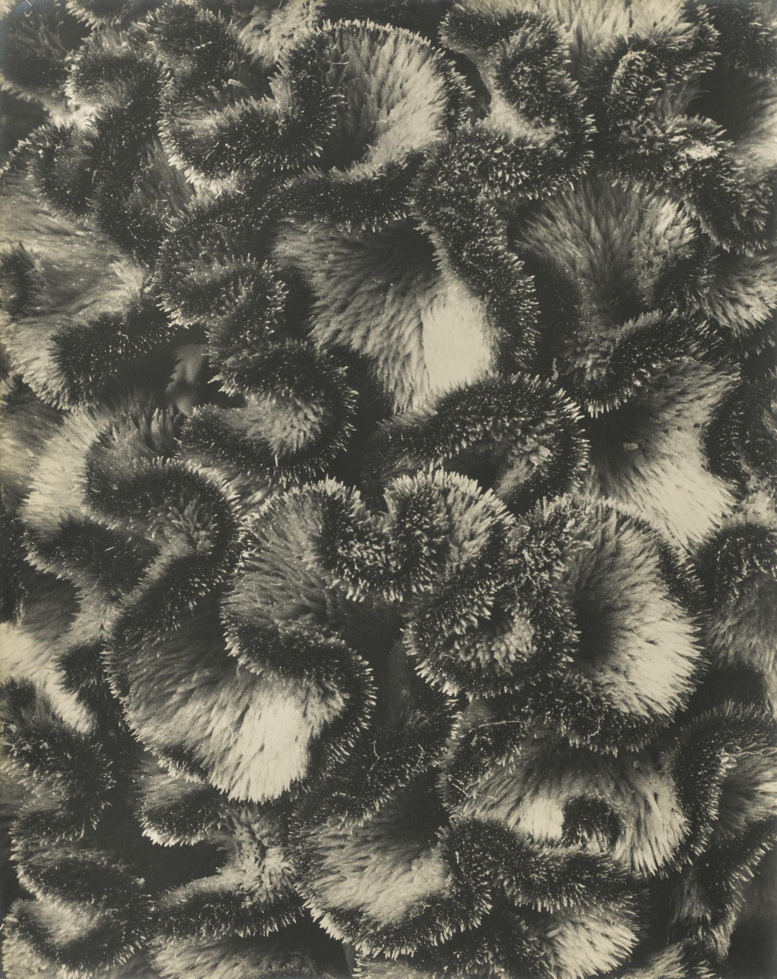 Karl Blossfeldt - Celosia Cristata Hahnenkamm\'