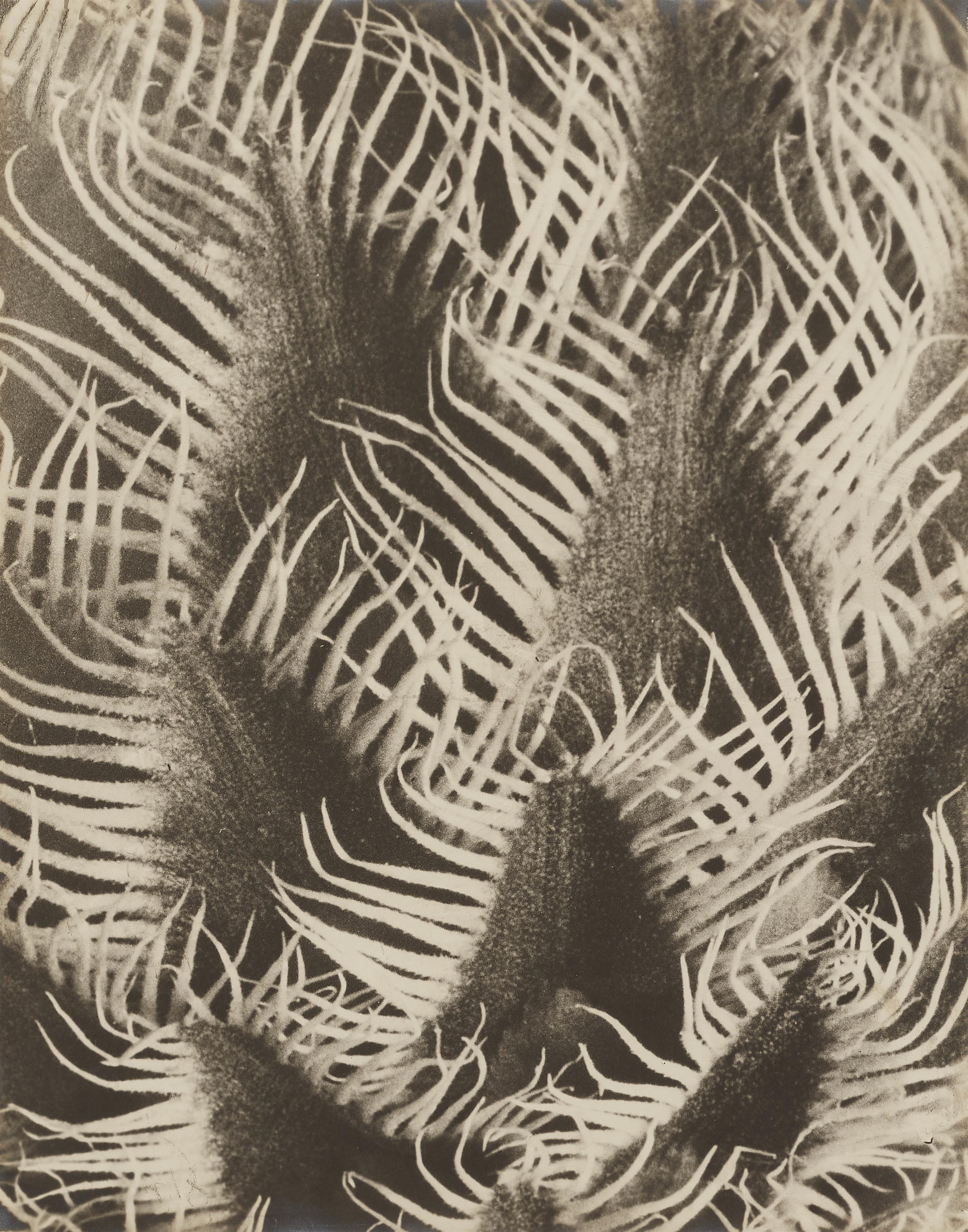 Karl Blossfeldt - Centaurea kotschyana (Flockenblume)