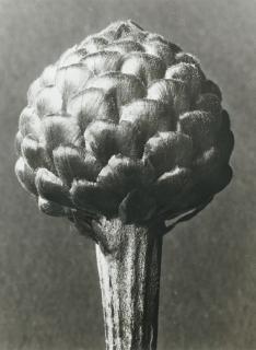 Karl Blossfeldt - Centauria Hoffmaniana, Années 1920Silver Print, Printed 1987. On The Reverse Titled And With The Estate\'S Copyright Stamp Signed By Jürgen Wilde, Numbered 2/25. Mounted And Framed.