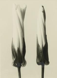 Karl Blossfeldt - Convolvulus Sepium