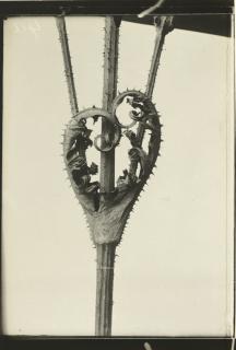 Karl Blossfeldt - Dispacus Lucinaiatus