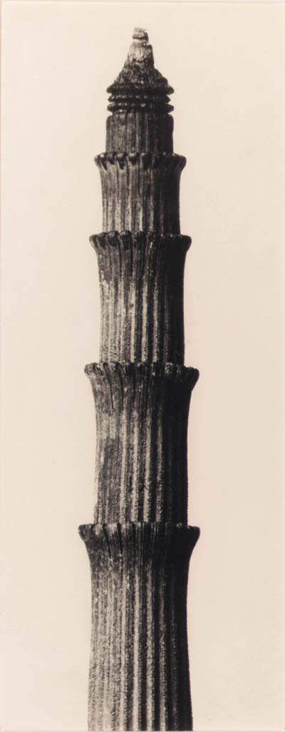 Karl Blossfeldt - Equisetum hyemale. Winterschachtelhalm 12-fache Vergrösserung