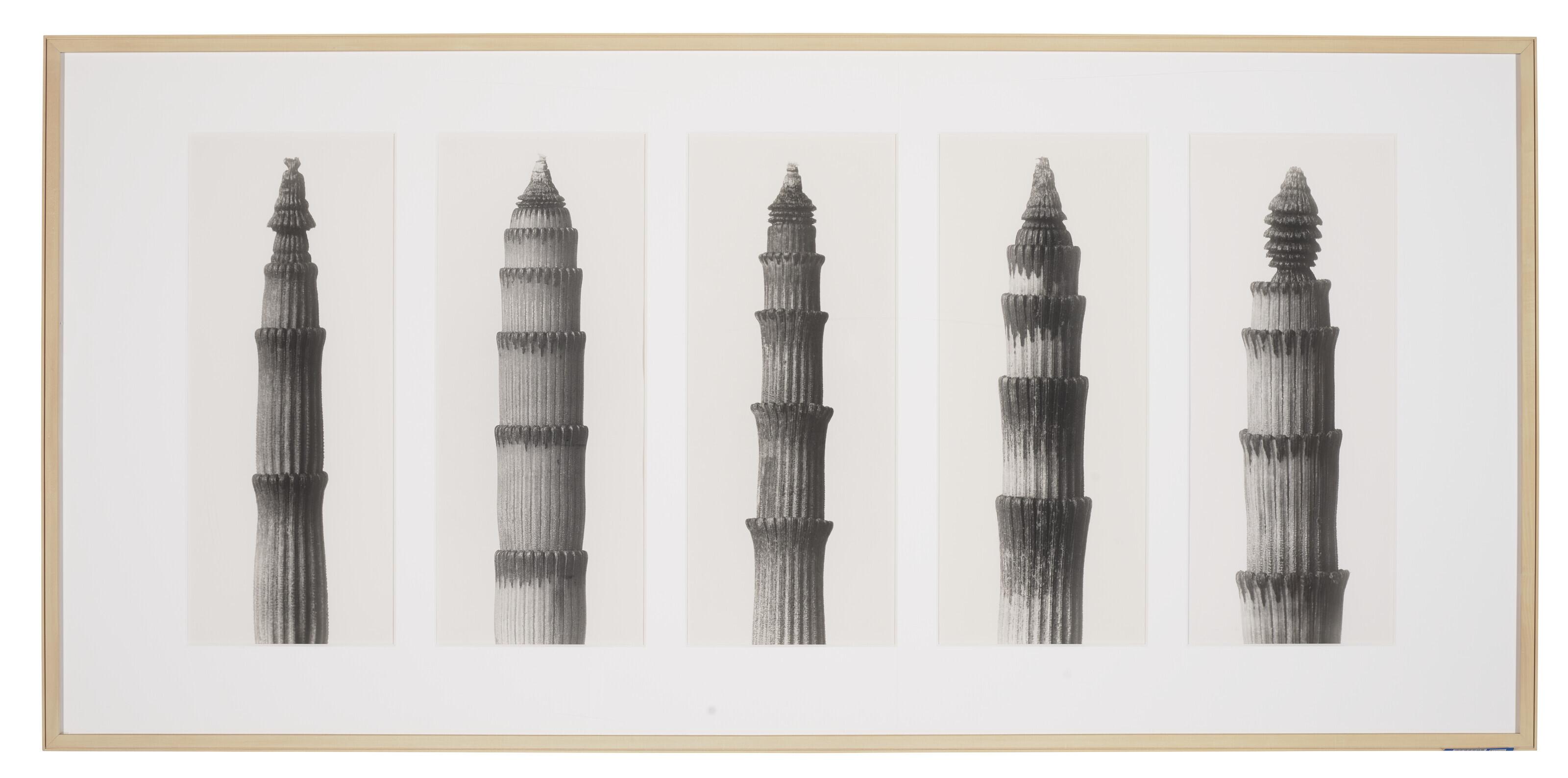 Karl Blossfeldt - Equisetum hyemale