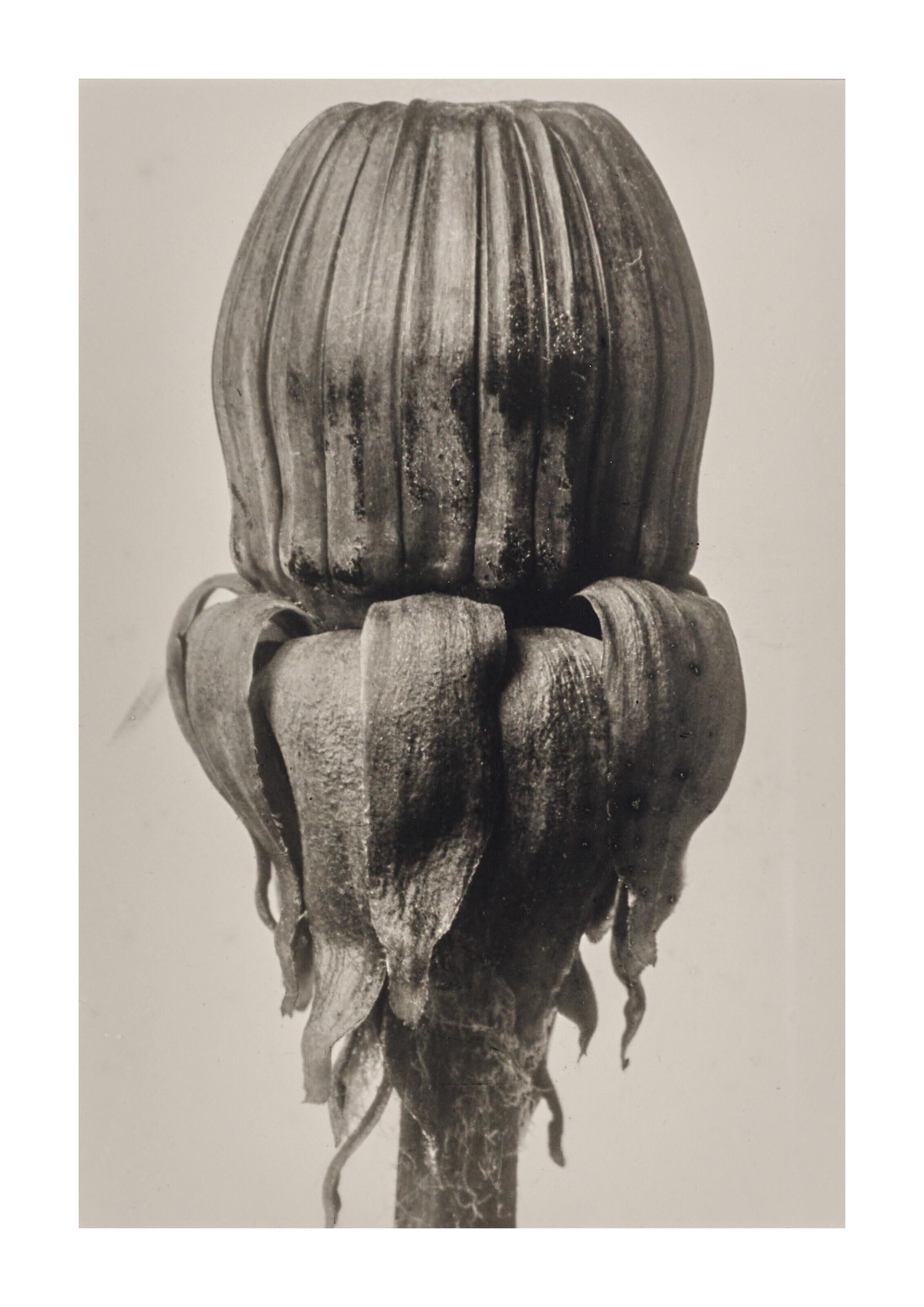 Karl Blossfeldt - Four images of plants