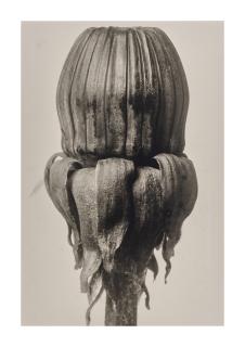 Karl Blossfeldt - Four images of plants