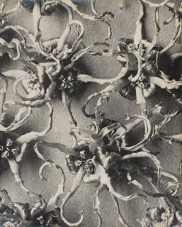 Karl Blossfeldt - Hamamelis Japonica