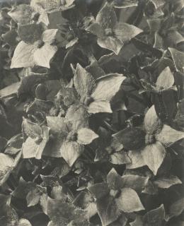 Karl Blossfeldt - Hydrangea Macrophylla’
