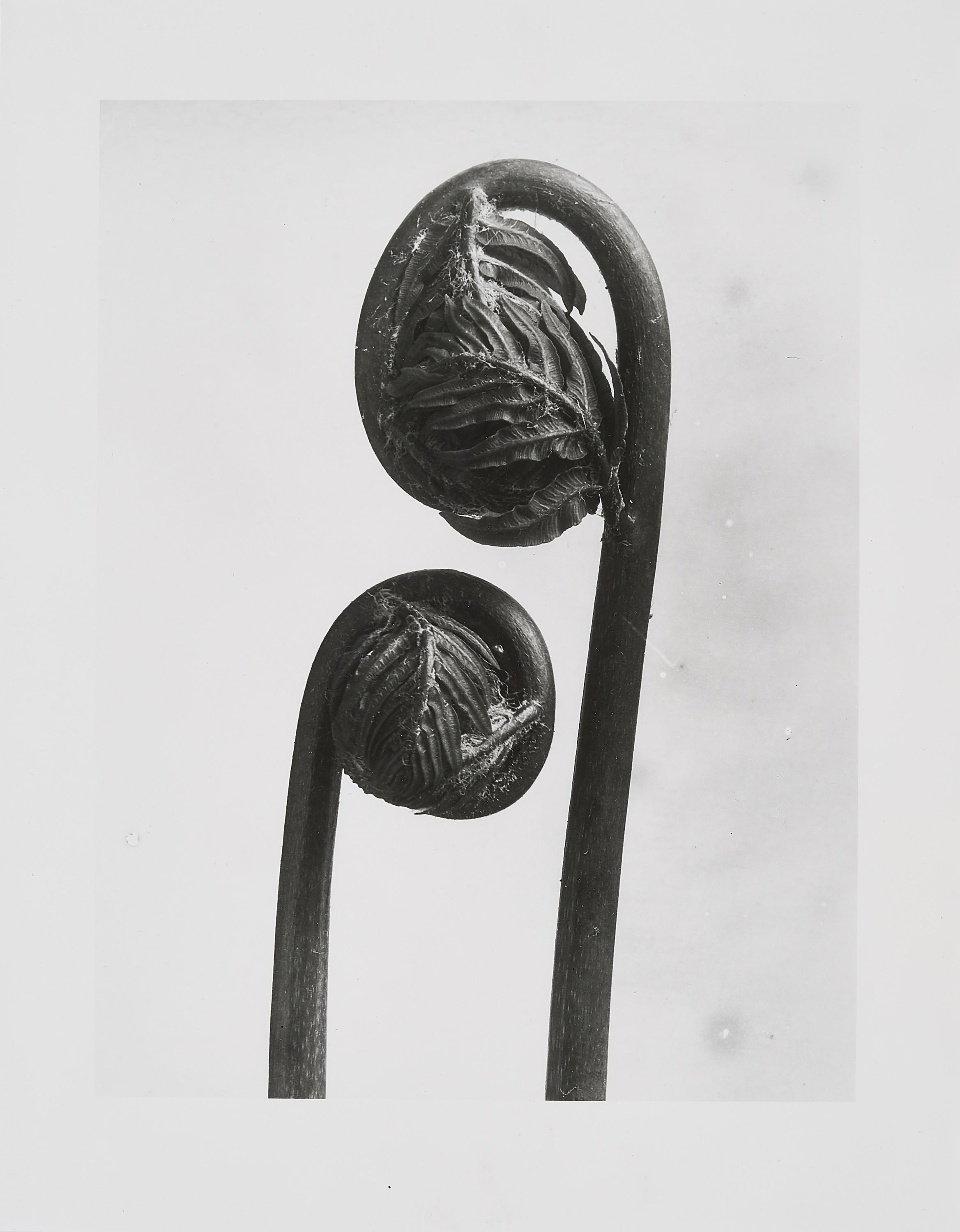 Karl Blossfeldt - Königsfarn (Osmunda), Wedel in der Entfaltung, 1895/1930.