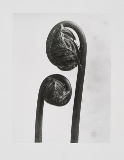 Karl Blossfeldt - Königsfarn (Osmunda), Wedel in der Entfaltung, 1895/1930.