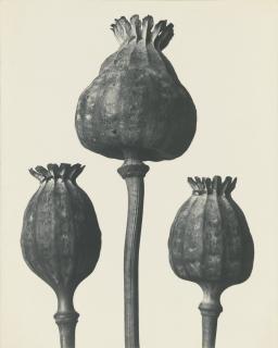 Karl Blossfeldt - Papaver Orientalis – Mohnkapseln
