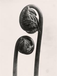 Karl Blossfeldt - Pflanzenformen. Pflanzenformen II