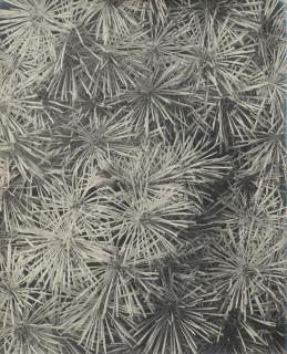 Karl Blossfeldt - \'Thalictrum - Wiesenraute\', Années 1920Vintage Silver Print. With The Estate Stamp And Titled And Annotated In Pencil By Jürgen Wilde On The Reverse.