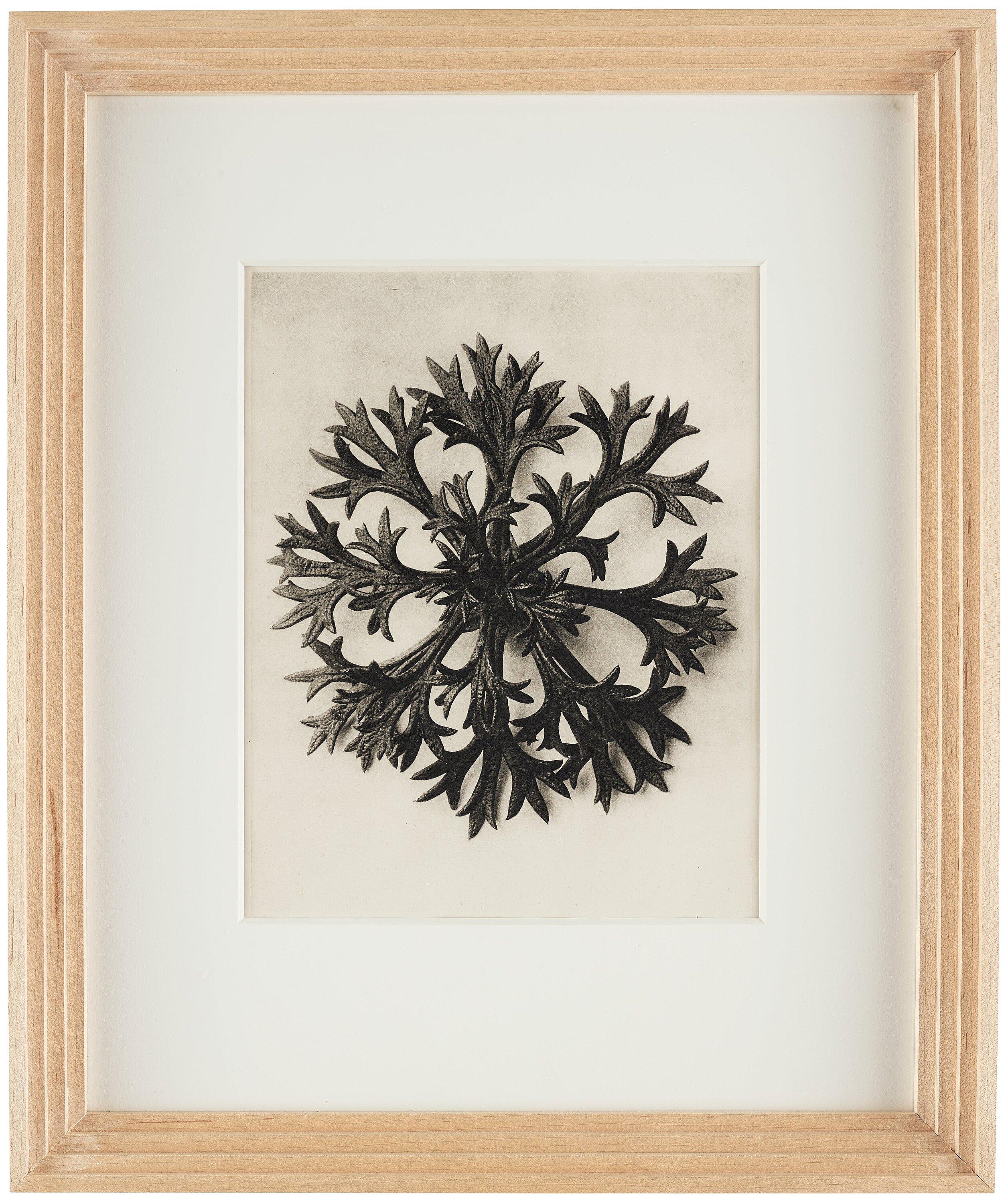 Karl Blossfeldt - \
