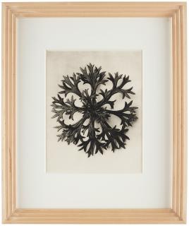 Karl Blossfeldt - \