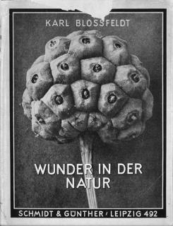 Karl Blossfeldt - Wunder in der Natur