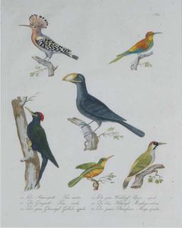 Karl Joseph Brodtmann - Naturhistorische Bilder Gallerie aus dem Theirreiche: Eight Plates