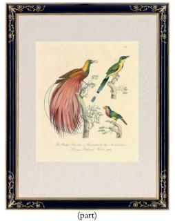 Karl Joseph Brodtmann - Studies of Birds from, Naturhistorische Bilder Gallerie aus dem Theirreiche
