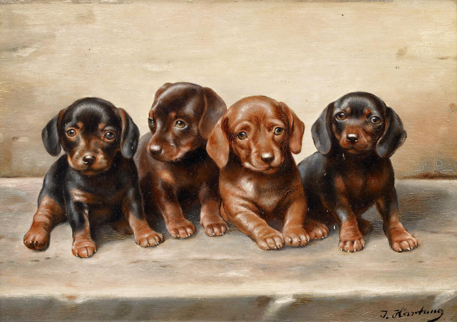 Karl Reichert - Dackelwelpen