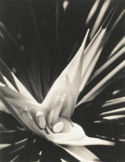Karl Struss - Plant Study, San Francisco