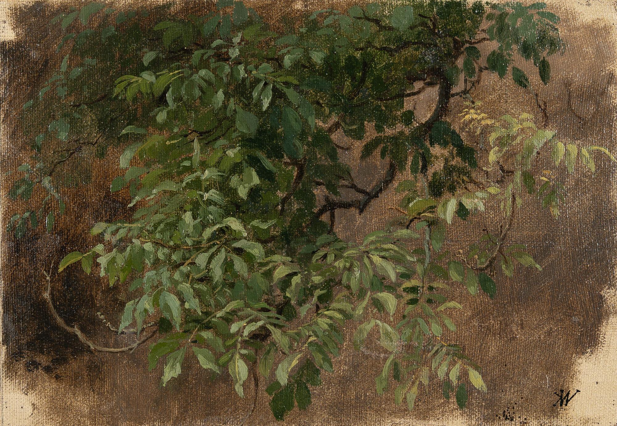 Karl Weysser - Zweig eines Walnussbaumes