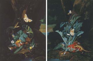 Karl Wilhelm De Hamilton - A forest floor still life with a snake, butterflies, snails and a grasshopper; and A forest floor still life with a lizard, butterflies and snails
