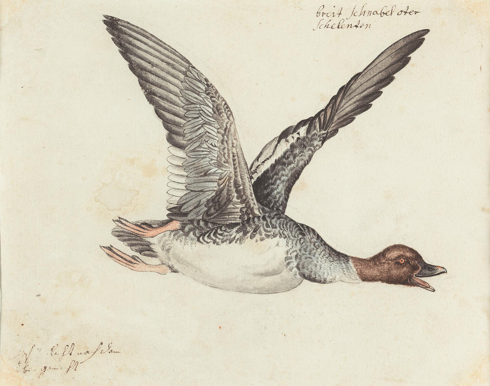 Karl Wilhelm de Hamilton - Fliegende Schellente (Bucephala clangula)