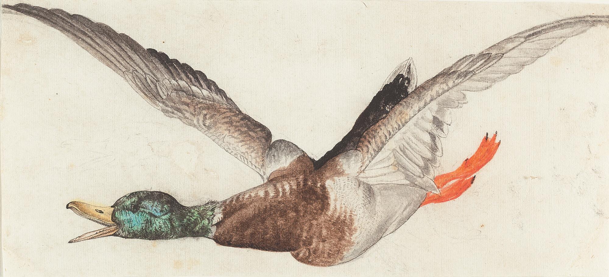 Karl Wilhelm de Hamilton - Fliegende Stockente (Anas Platyrhynchos)