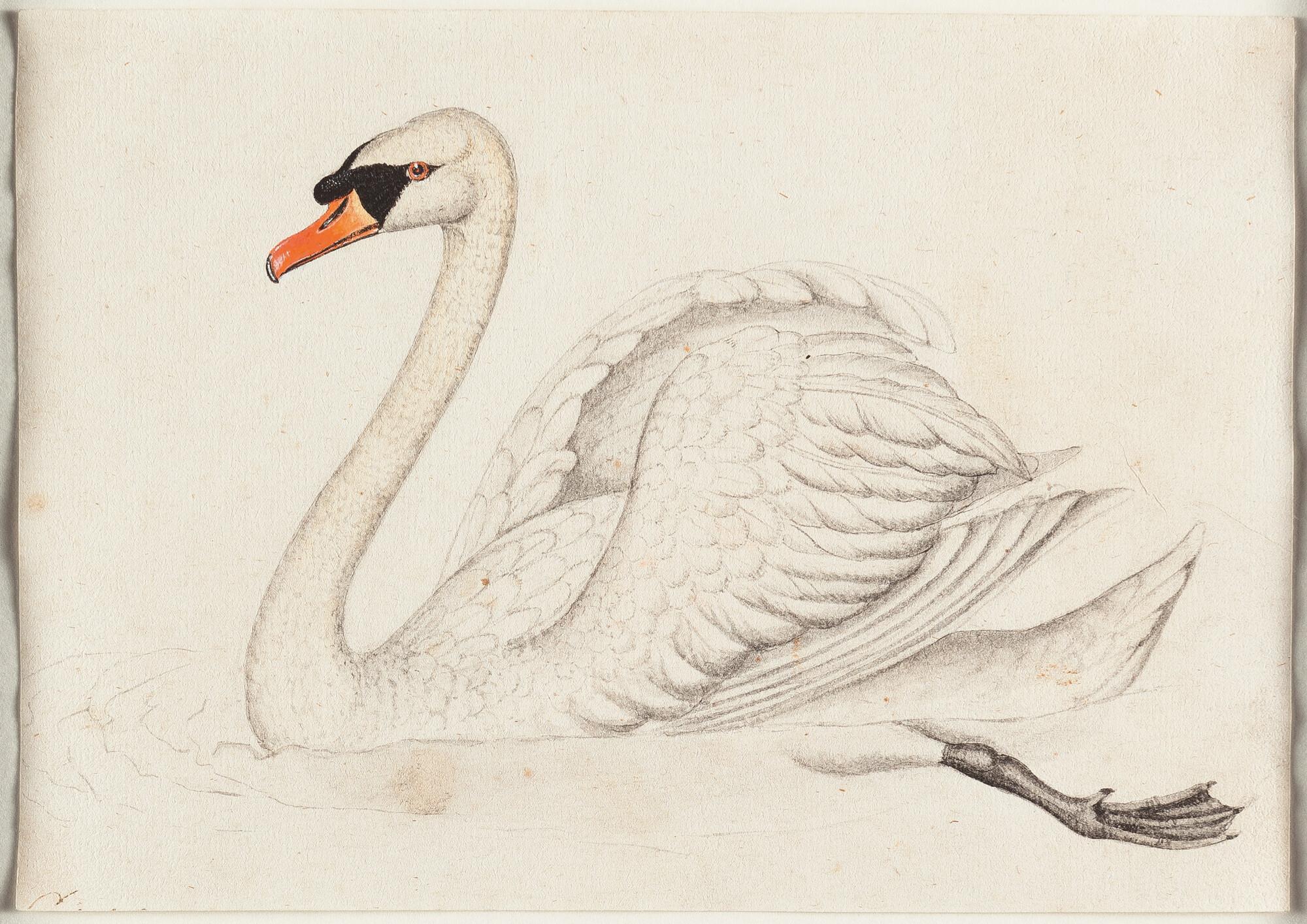 Karl Wilhelm de Hamilton - Höckerschwan (Cygnus olor)