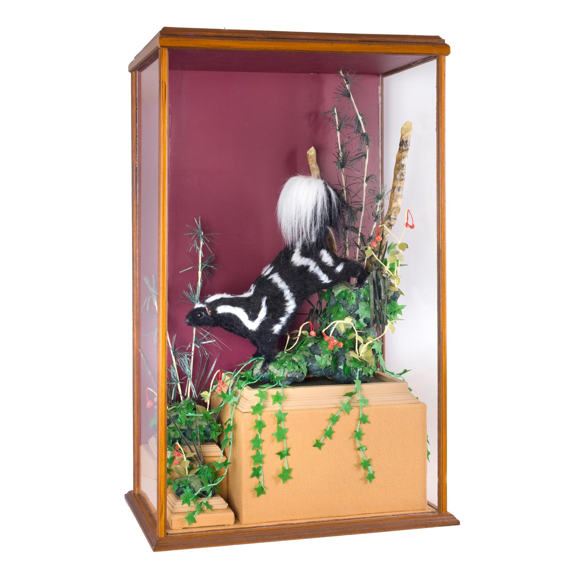 Kate Rohde - Australian spotted Skunk