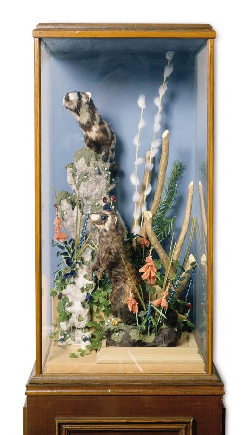 Kate Rohde - Weasels