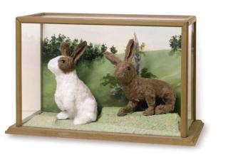 Kate Rohde - Wild Rabbits