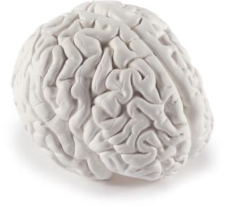 Katharina Fritsch - Gehirn