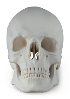 Katharina Fritsch - Totenkopf (Skull)