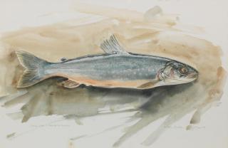 Keith Brockie - Arctic Charr watercolour, signed and dated 1988;