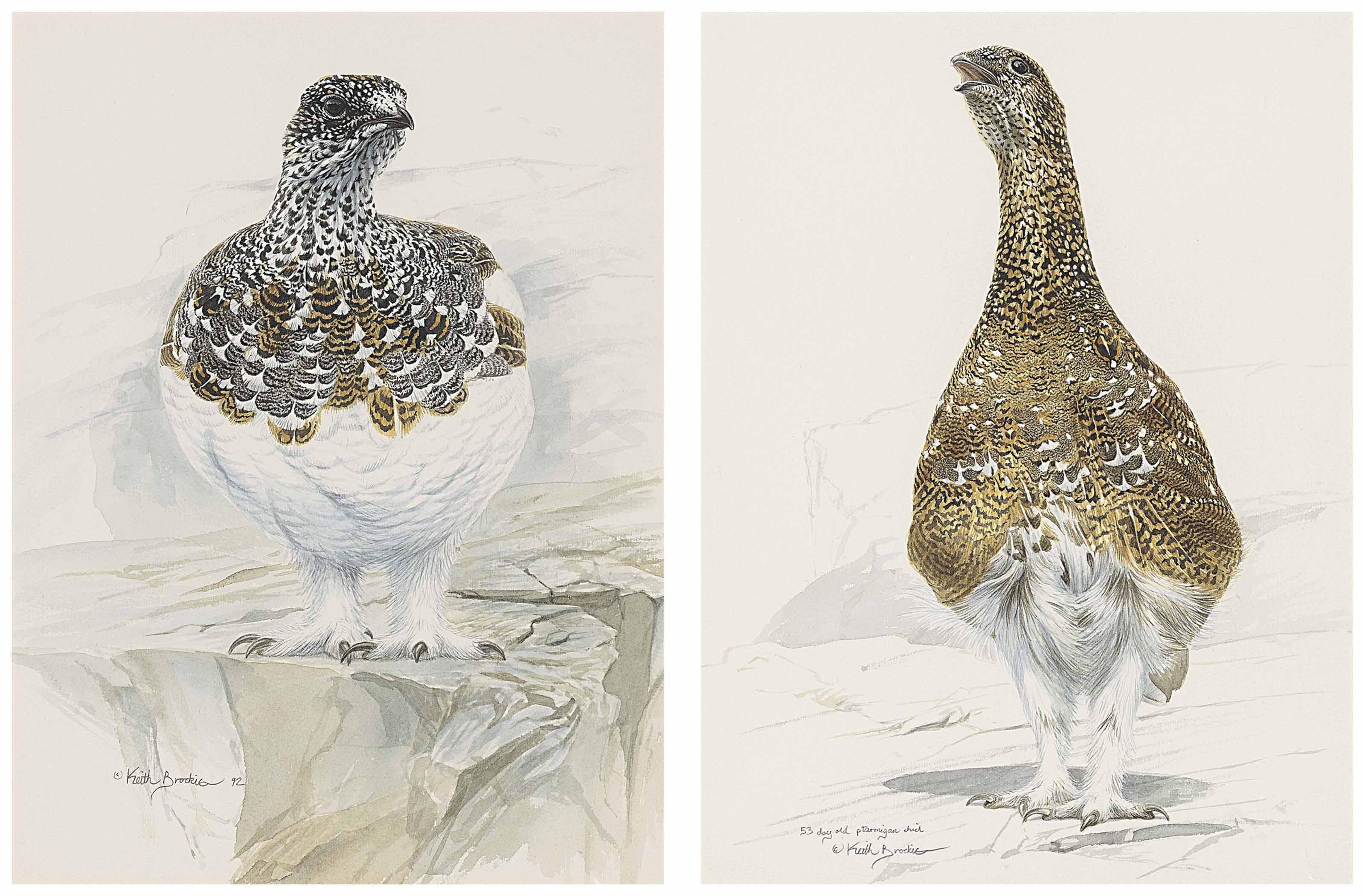 Keith Brockie - Ptarmigan In Mid-Plumage; And Study Of A 53-Day Old Chick
