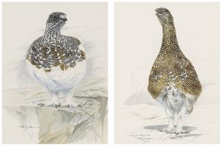 Keith Brockie - Ptarmigan In Mid-Plumage; And Study Of A 53-Day Old Chick