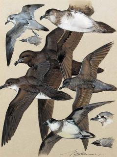 Keith Shackelton - Prions and petrels
