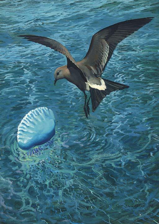 Keith Shackleton - A Leach\'S Storm Petrol And A Portuguese Man-O-War