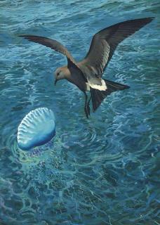 Keith Shackleton - A Leach\'S Storm Petrol And A Portuguese Man-O-War