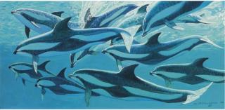 Keith Shackleton - Dolphins